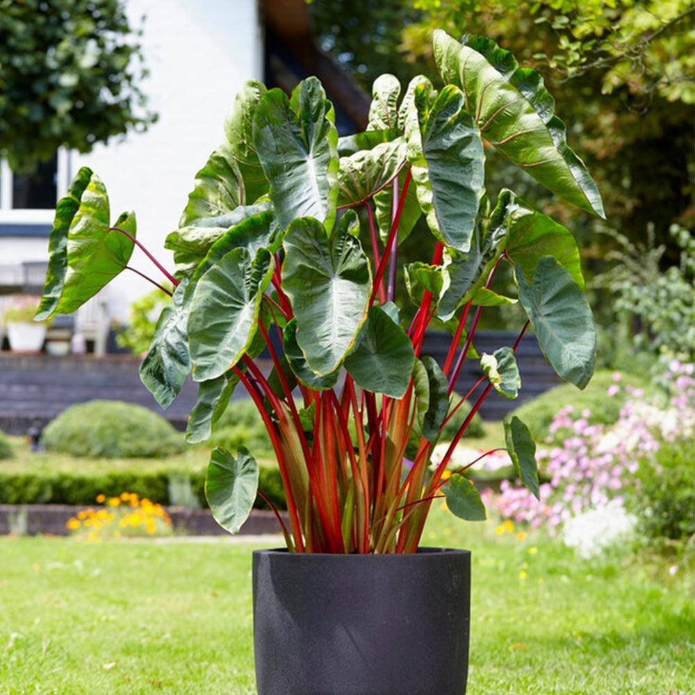 7/9 In. Hawaiian Punch Elephant Ear Bulbs (Bag Of 3)