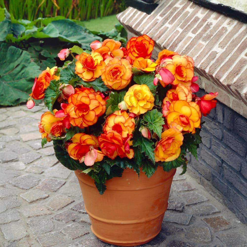 Bare Roots, Begonia Picotee Sunburst Flower Bulbs (Bag Of 30)