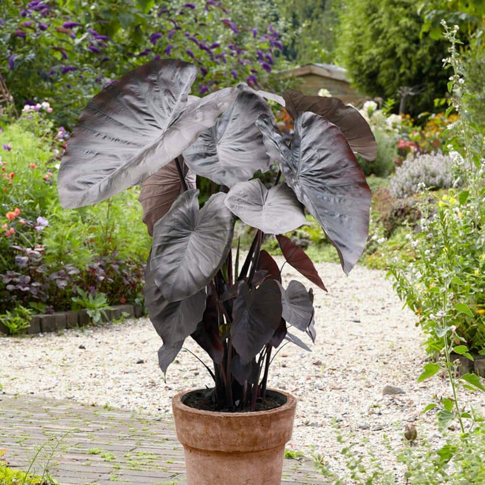 9/11 In., Diamond Head Elephant Ear Bulbs (Bag Of 5)
