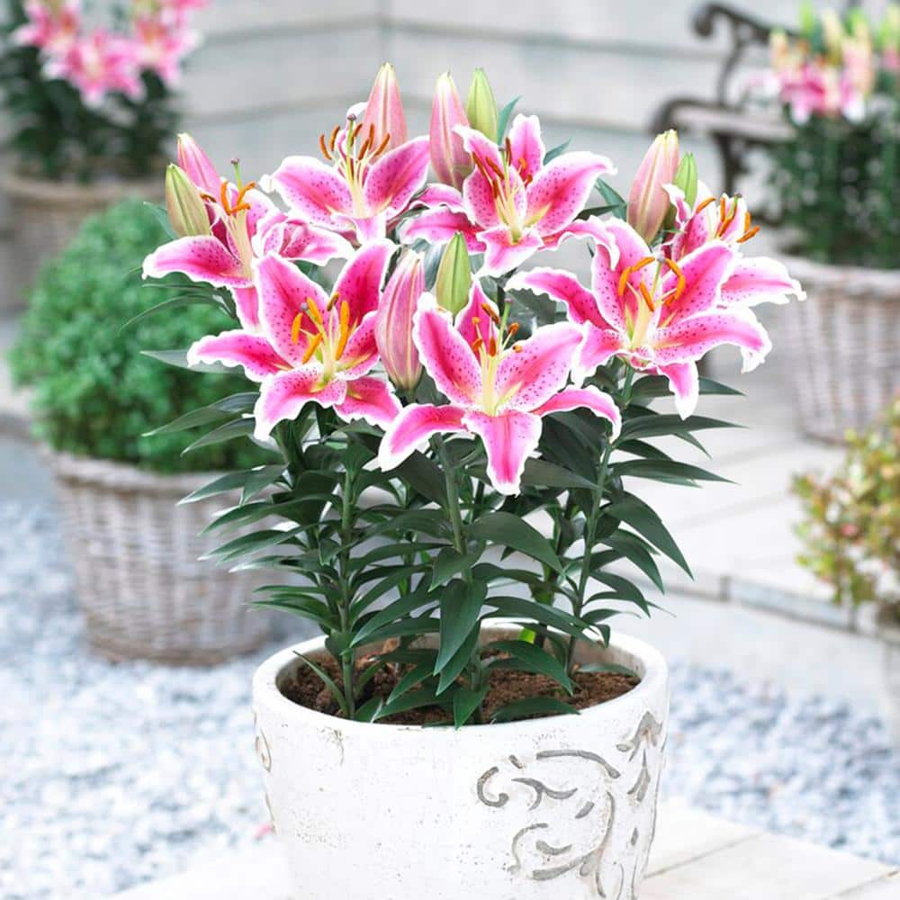 16/18 Cm, Stargazer Oriental Lily Flower Bulbs (Bag Of 20)