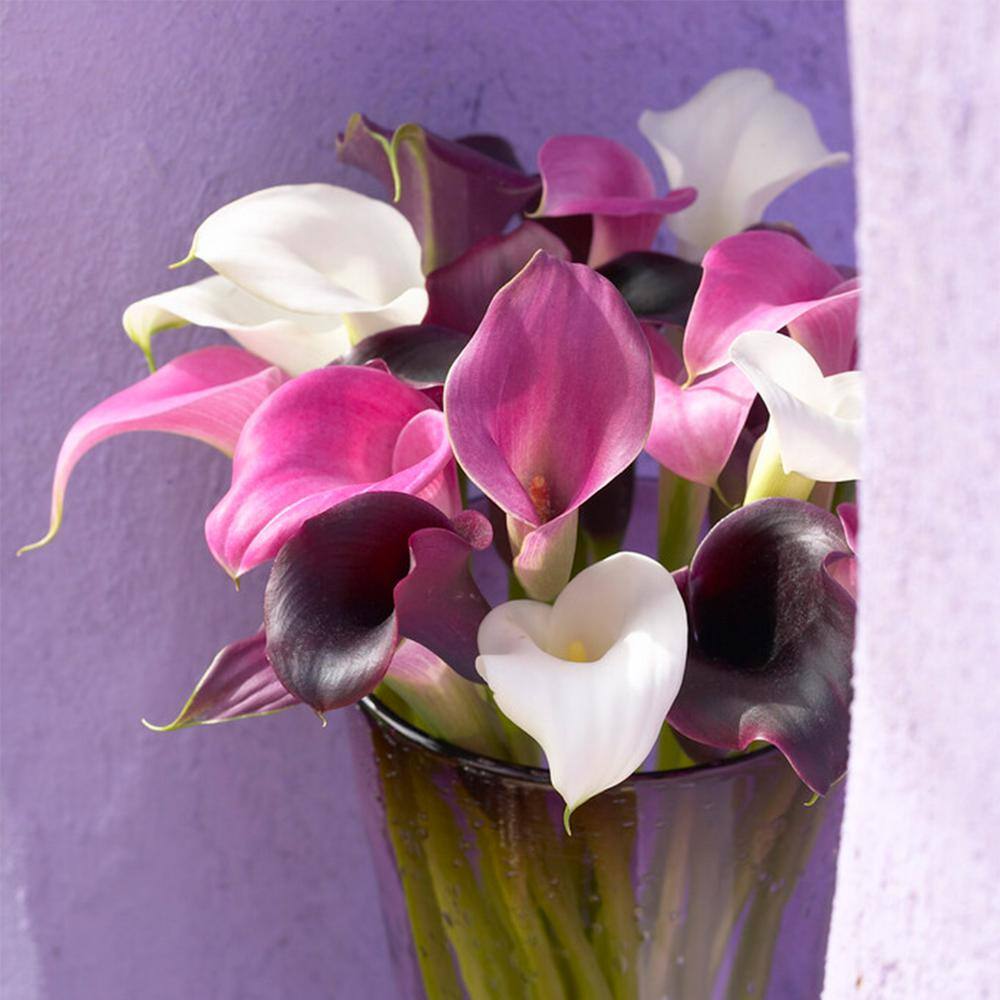 14/Plus Cm, Purple Rain Mixed Calla Lily Flower Bulbs (Bag Of 10)