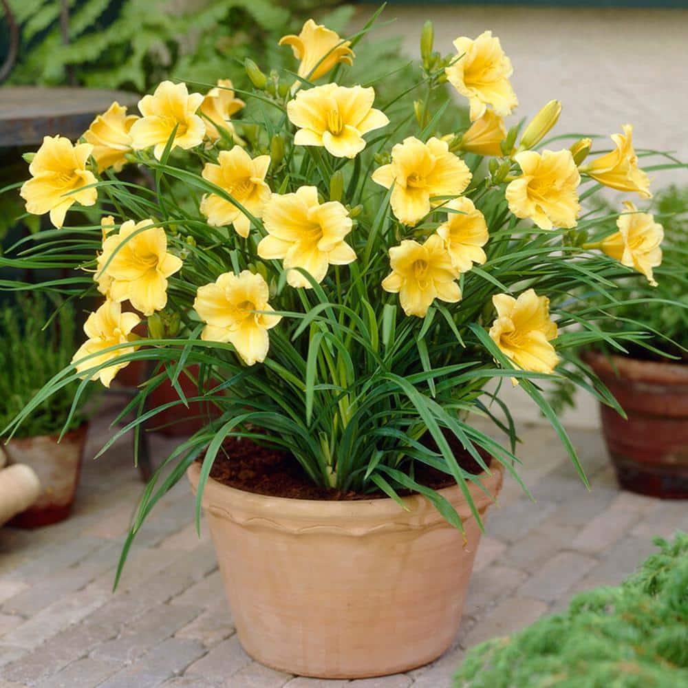 1-Year, Yellow, Stella D'oro Daylily Flower Bulbs (Bag Of 10)