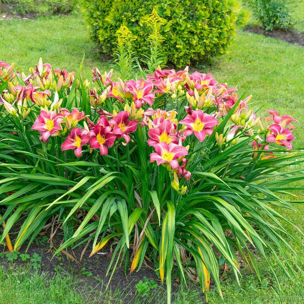 1-Year, Matrousjka Daylily Flower Bulbs (Bag Of 30)