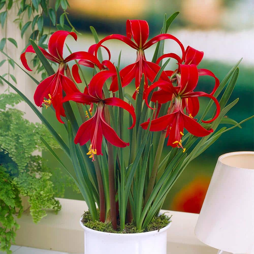 16/18 Cm, Aztec Lily Sprekelia Flower Bulbs (Bag Of 10)