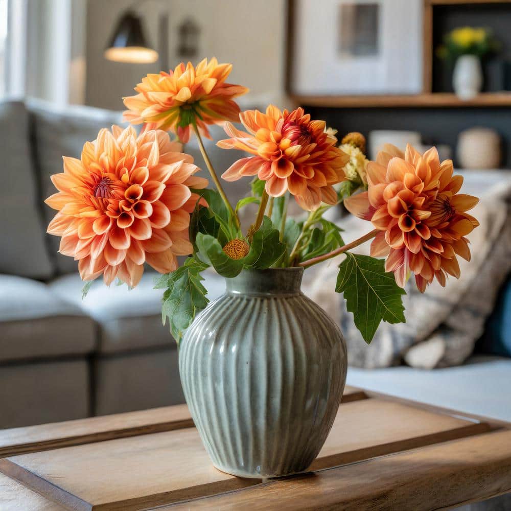 #1, Go-Go Peach Dahlia Flower Bulbs Bare Roots (Bag Of 12)