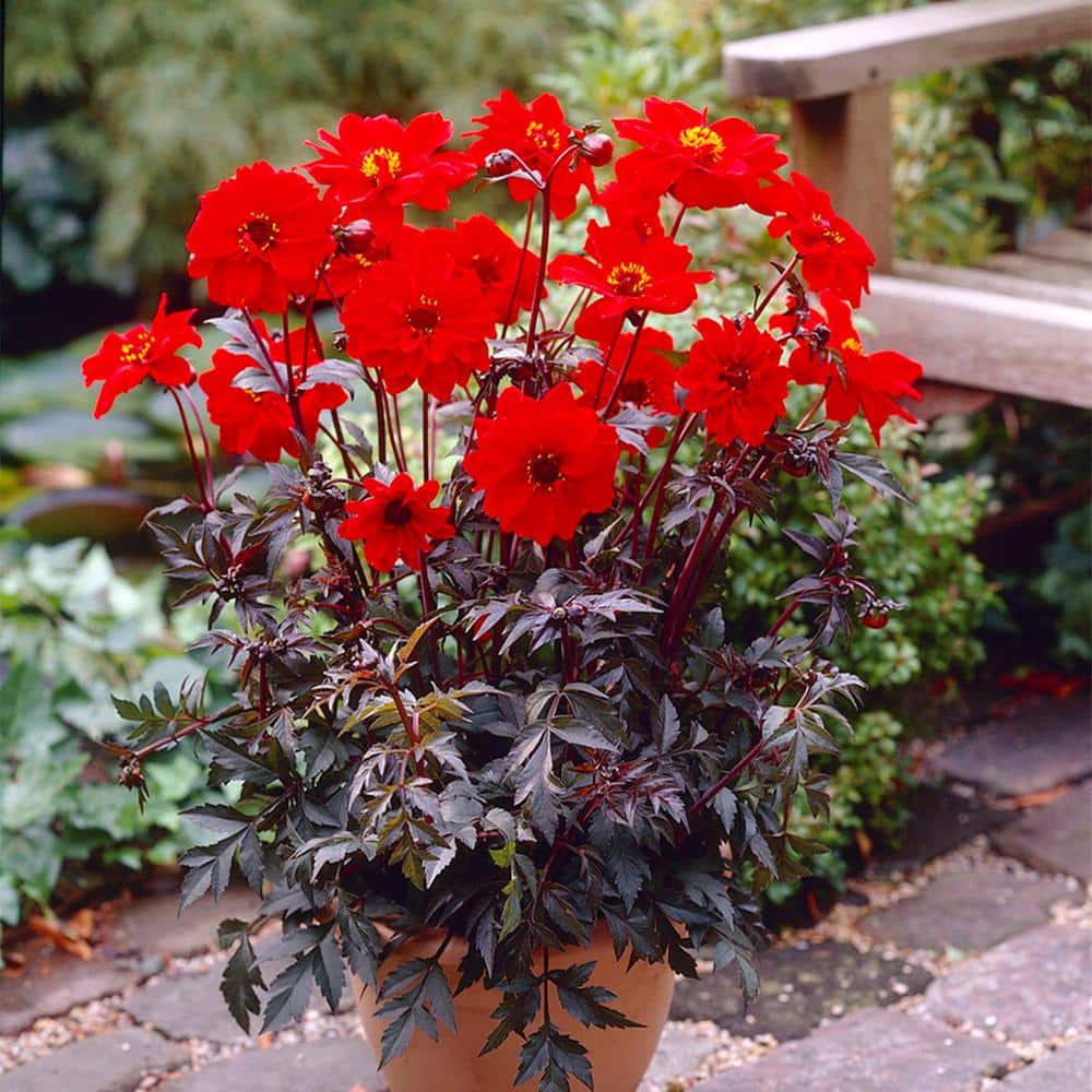 #1, Bishop Of Llandaff Dahlia Flower Bulbs Bare Roots (Bag Of 12)