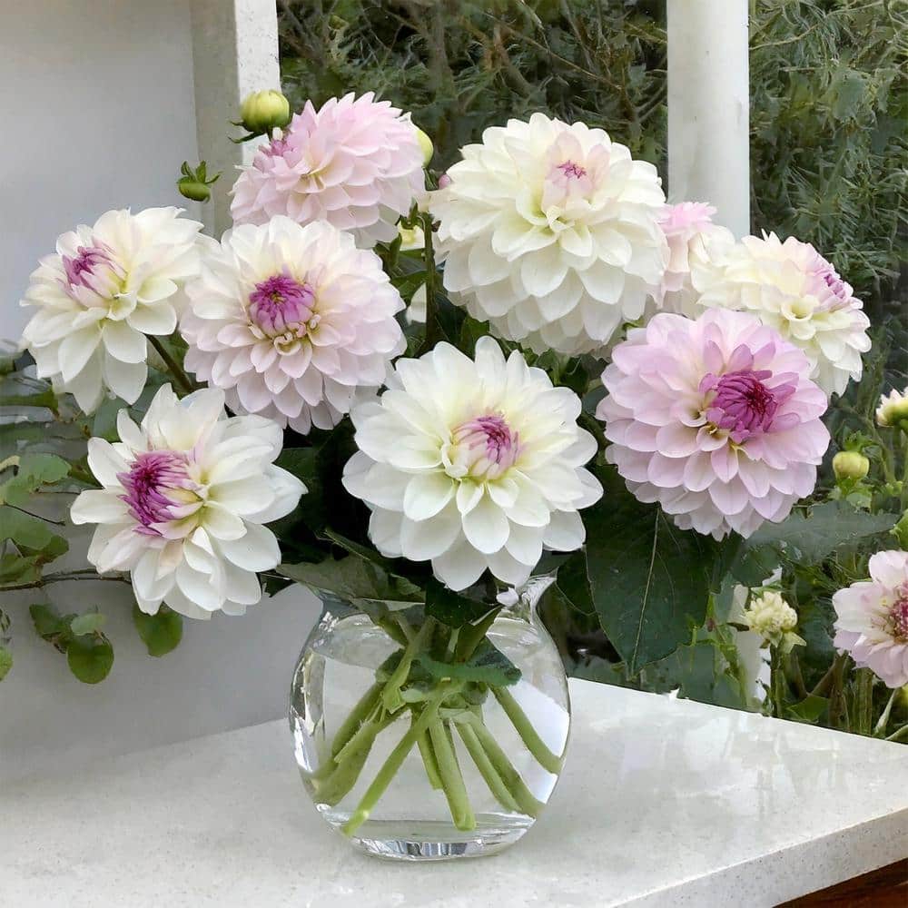 #1, Eveline Dahlia Flower Bulbs Bare Roots (Bag Of 8)