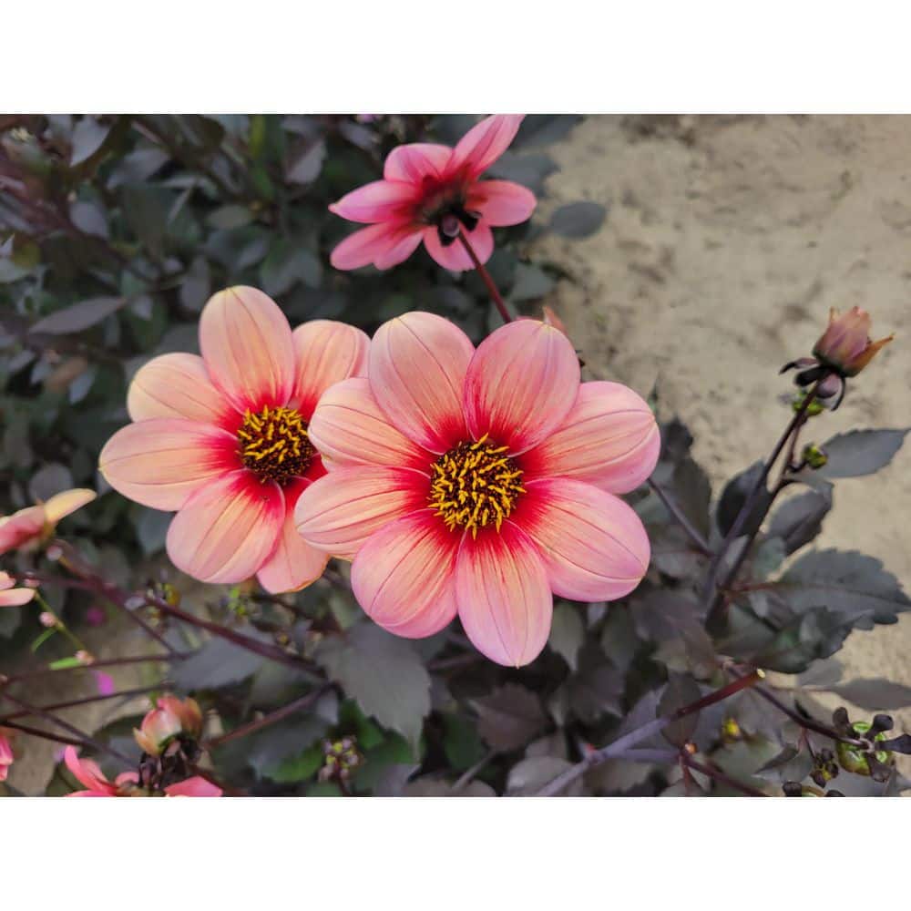 #1, HS Kiss Single Dahlia Flower Bulbs Bare Roots (Bag Of 12)