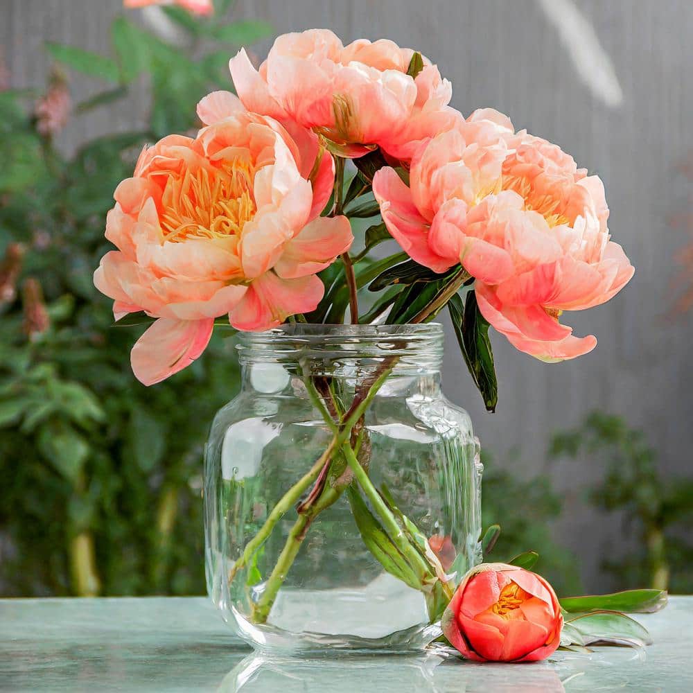 2/3 Eyes, Coral Sunset Peony Flower Bulbs, Bare Roots (Bag Of 9)