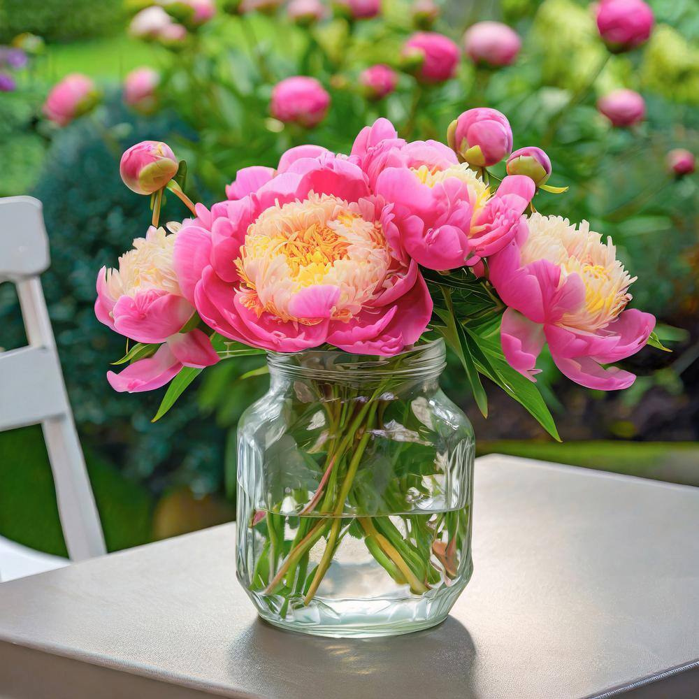 2/3 Eyes, Bowl Of Beauty Peony Flower Bulbs Bare Roots (Bag Of 9)
