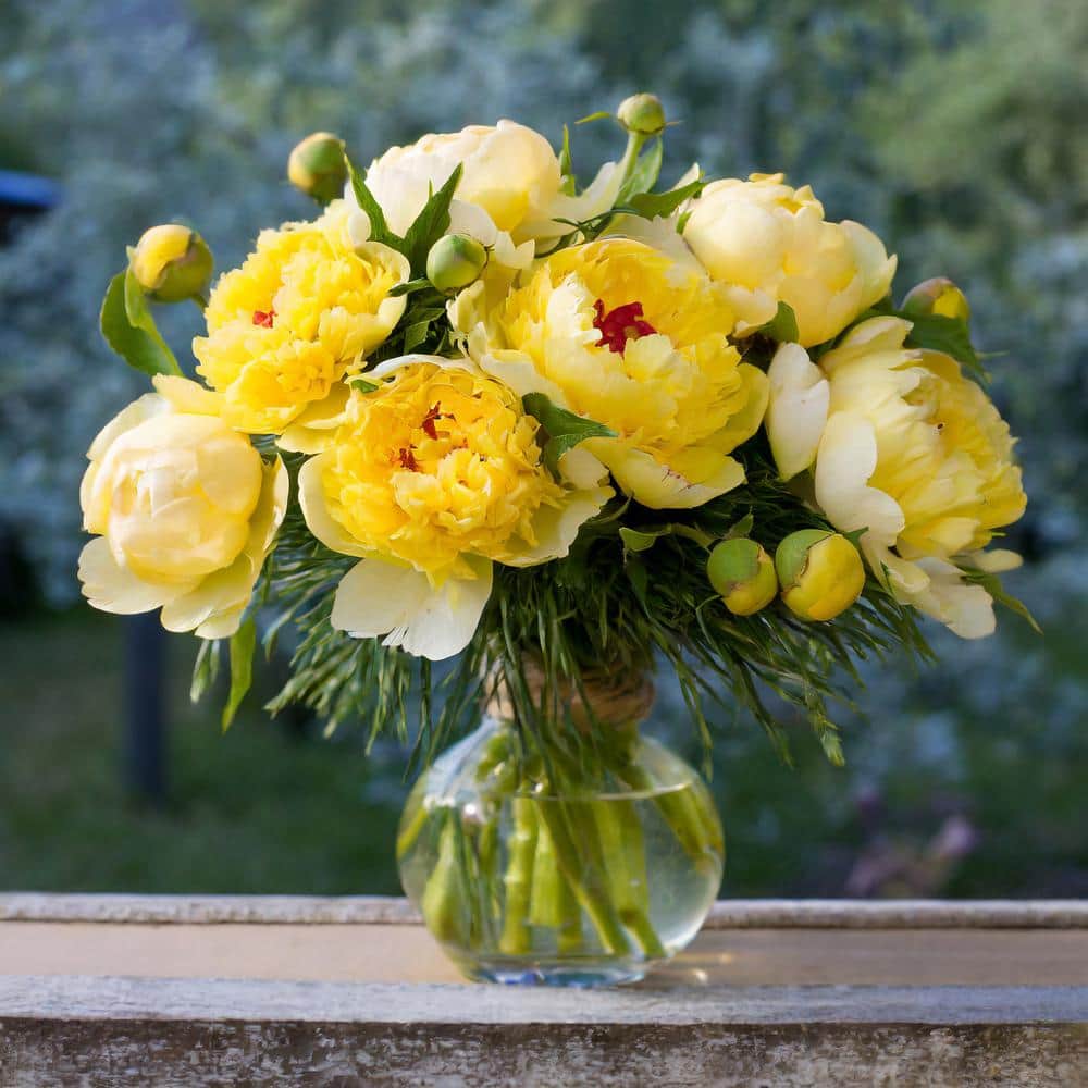 3/5 Eyes, Bartzella Itoh Peony Flower Bulbs, Live Bare Root (Bag Of 1)