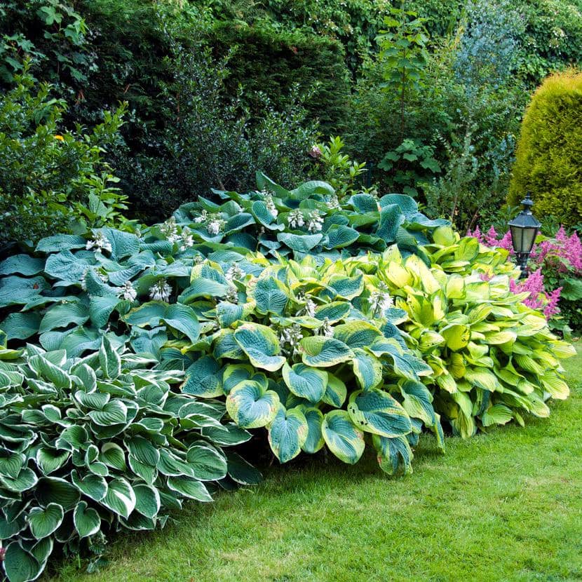 #1, Multi-Color Variegated Mix Hosta Bulbs, Bare Roots (Bag Of 6)