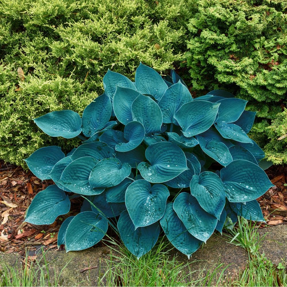 #1, Blue Mix Hosta Bulbs, Bare Roots (Bag Of 3)