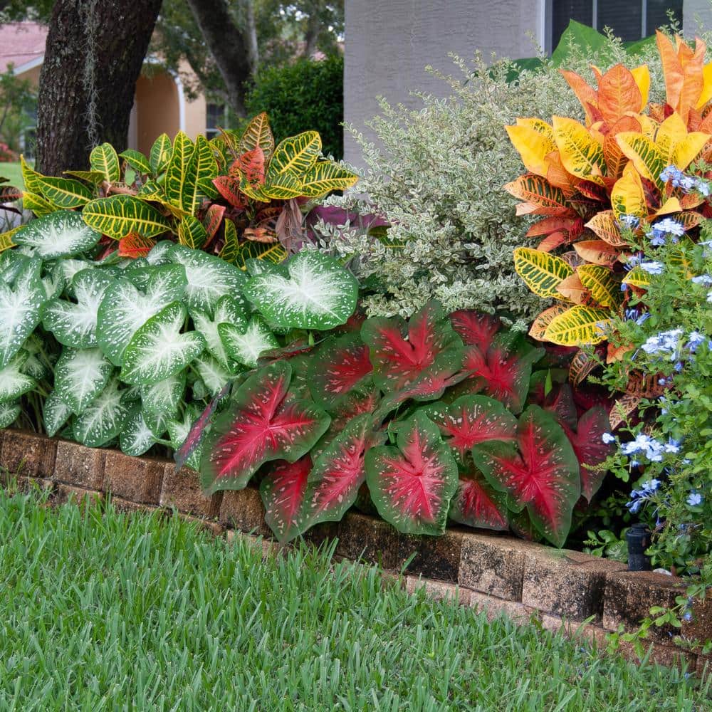 Fancy Red Flash Caladium Bulbs, Bare Roots (Bag Of 40)