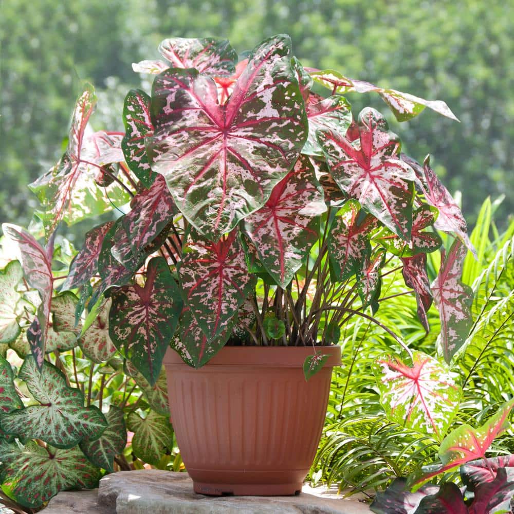 Carolyn Whorton Pink Caladium Bulbs, Bare Roots (Bag Of 40)