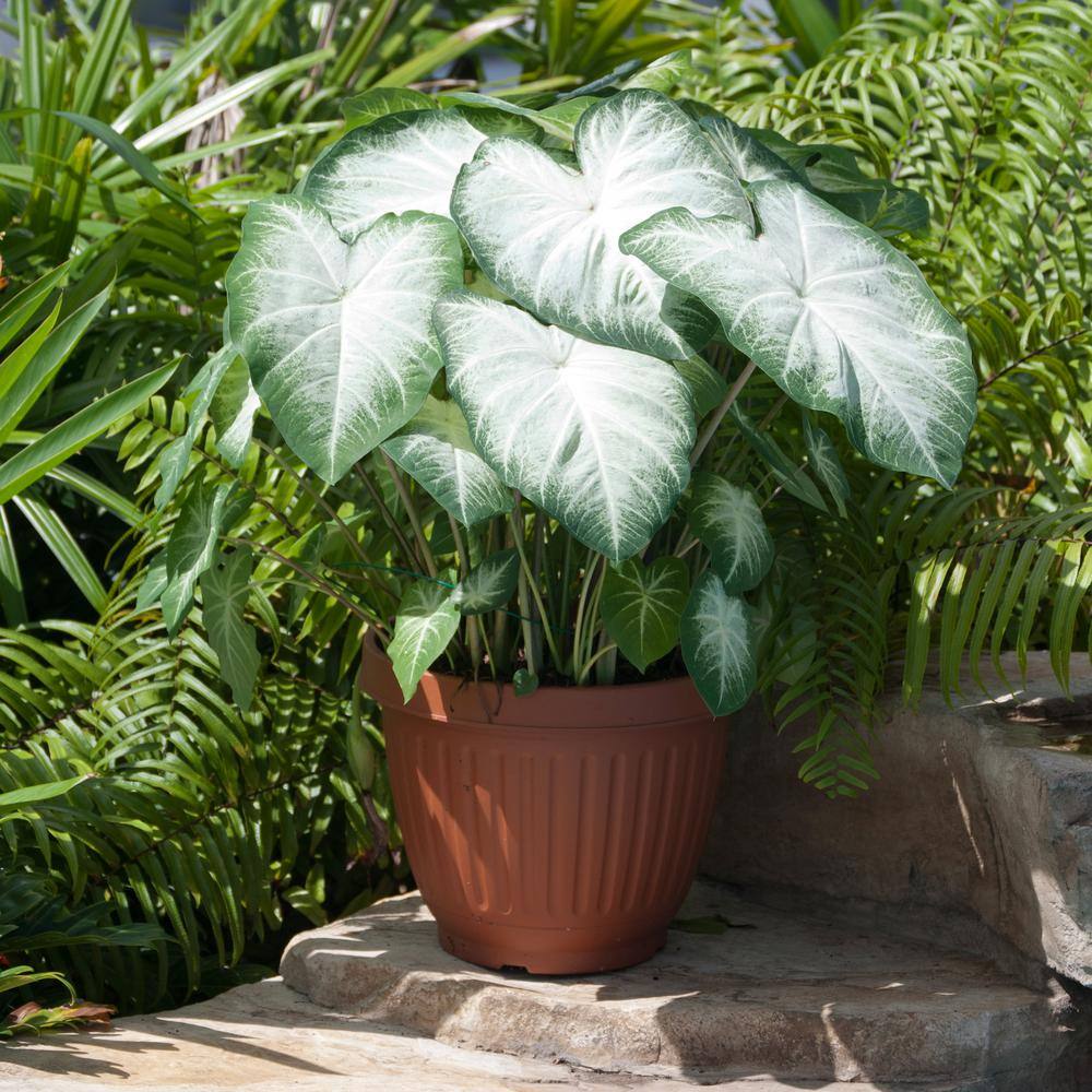 Aaron White Caladium Bulbs, Bare Roots (Bag Of 10)