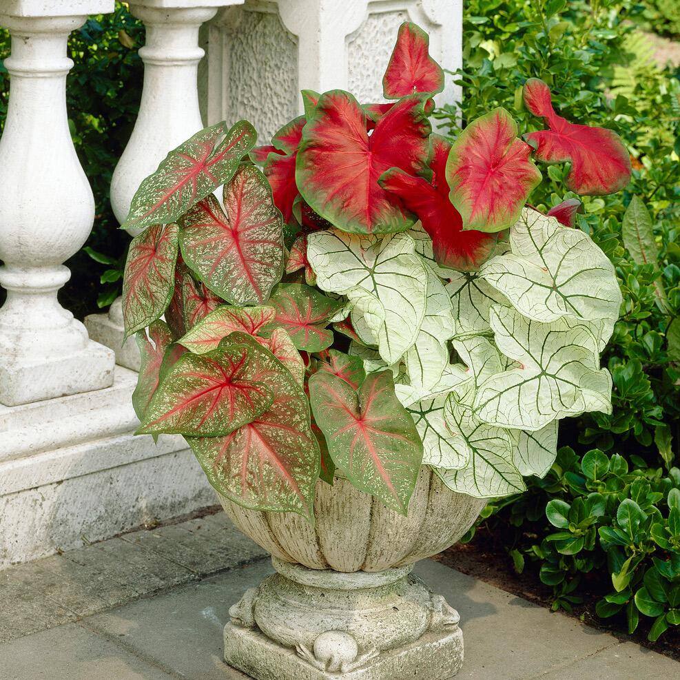 #2, Mixed Caladium Bulbs, Bare Roots (Bag Of 10)
