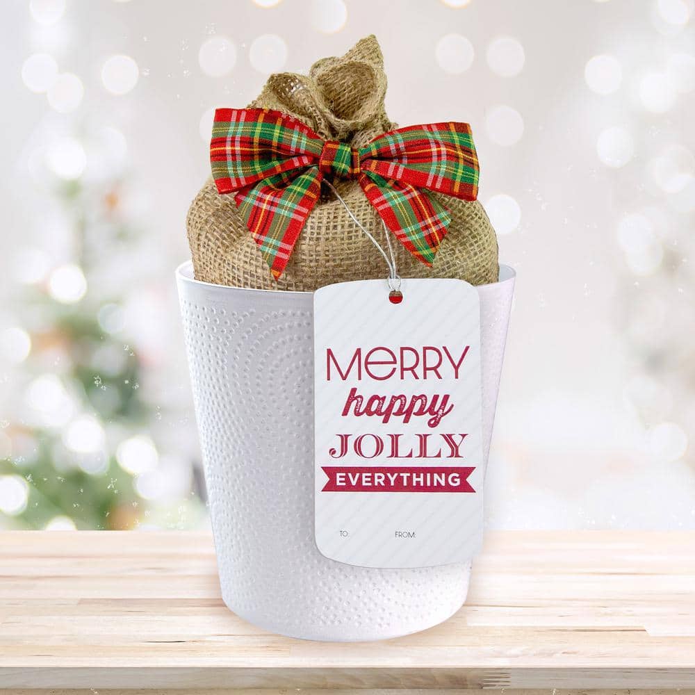 Holiday Red Lion Amaryllis Bulb Gift Kit With 6 In. White Planter, 26/28cm