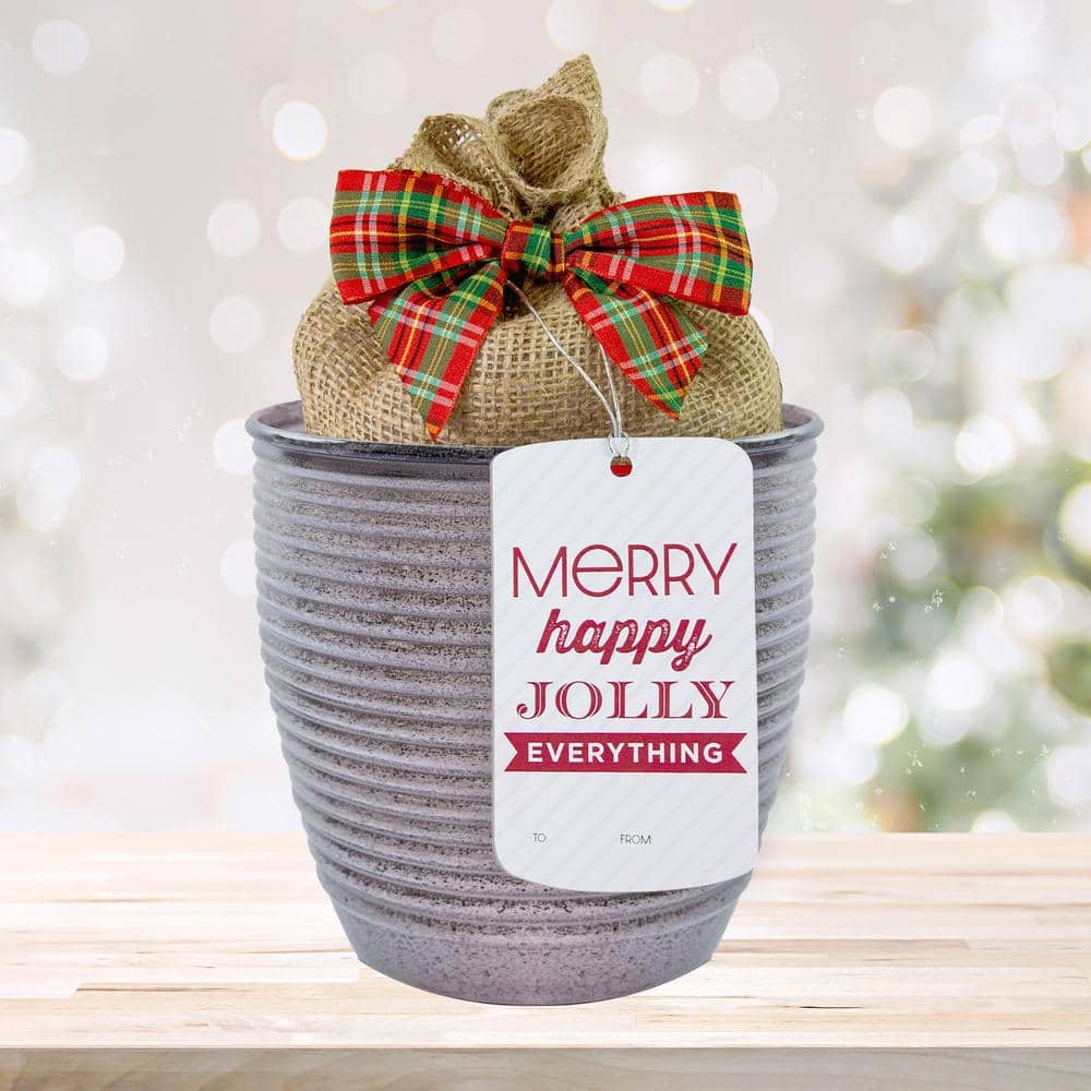 26/28cm, Holiday Minerva Amaryllis Bulb Gift Kit With 6 In. Decorative Planter