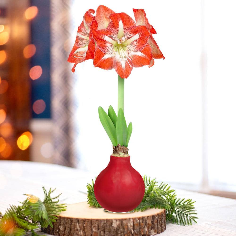 Red Waxed Minerva Amaryllis Flower Bulb, 30/32cm (1-Pack)
