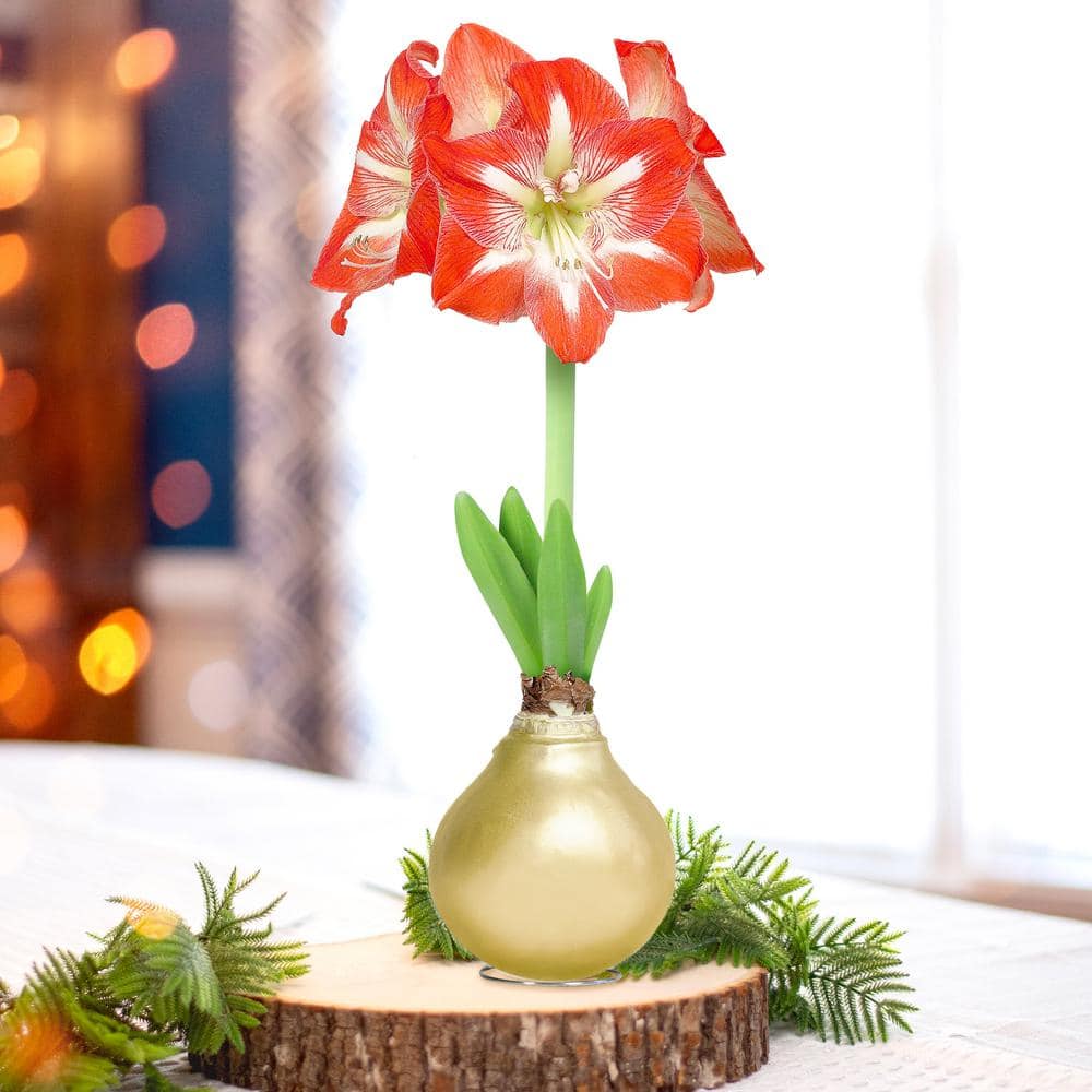 Gold Waxed Minerva Amaryllis Flower Bulb, 30/32cm (1-Pack)