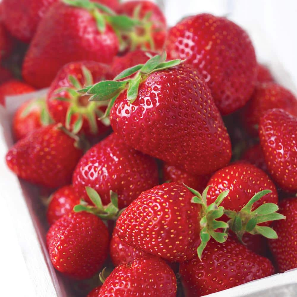 Strawberry Ozark Beauty, Live Bare Root (Bag Of 40)