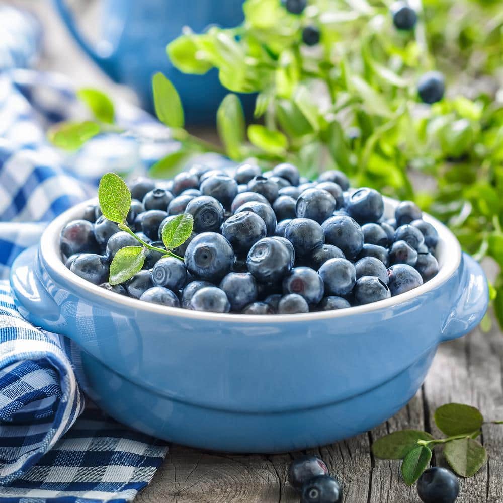 Blueberry Jersey, Live Bare Root Plant (Bag Of 1)