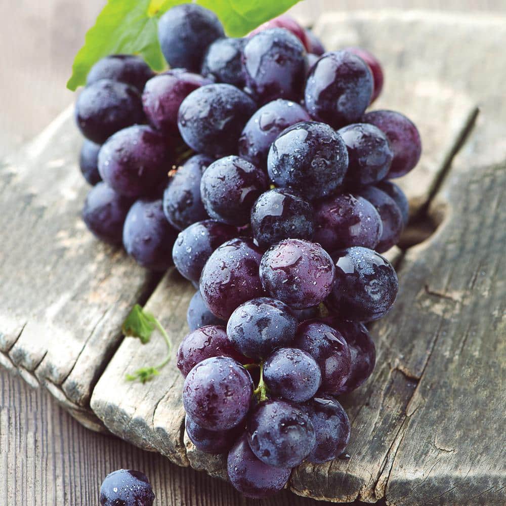 Grape Seedless Concord, Live Bare Root Plant (Bag Of 1)