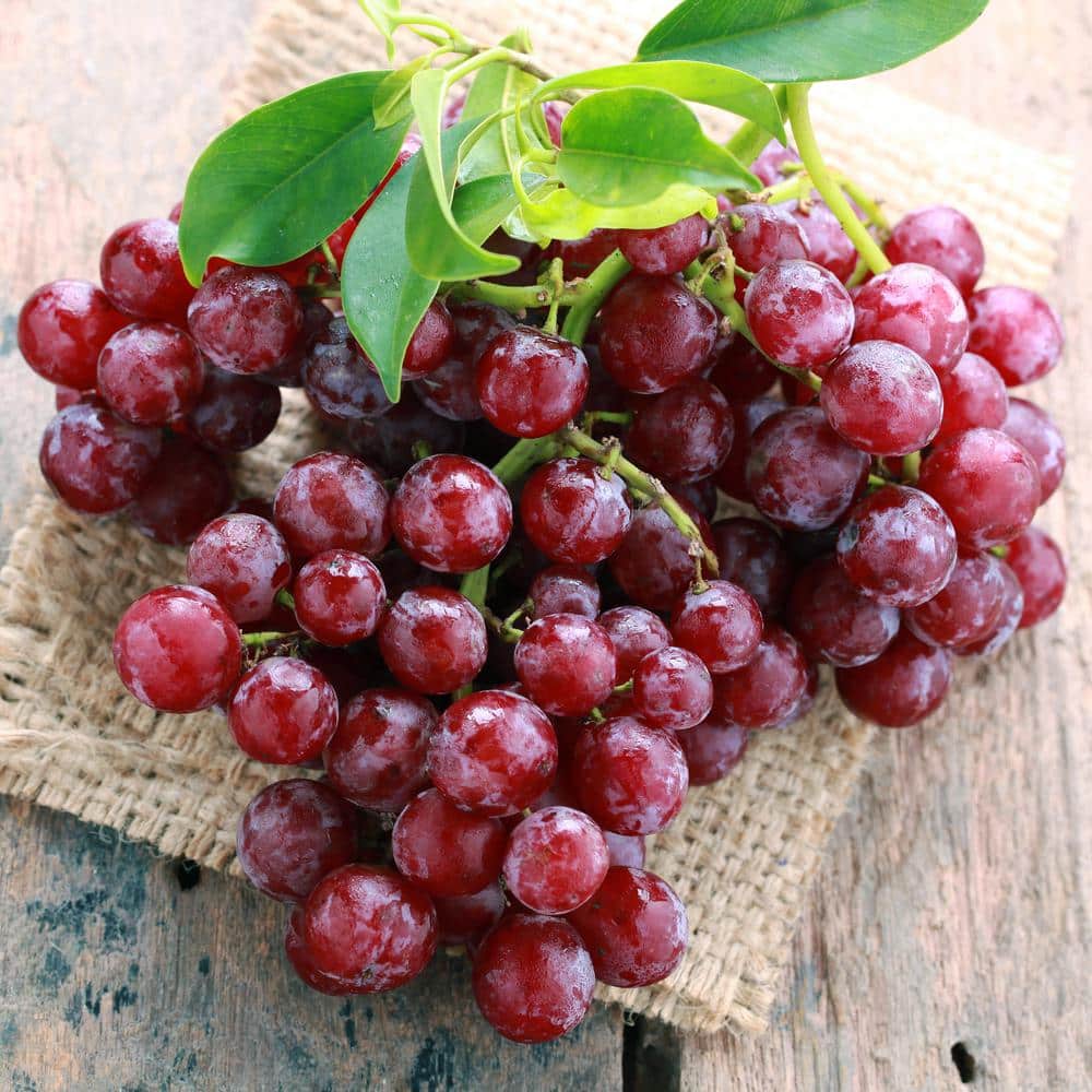 Red Seedless Suffolk Grape, Live Bare Root Plant (Bag Of 2)