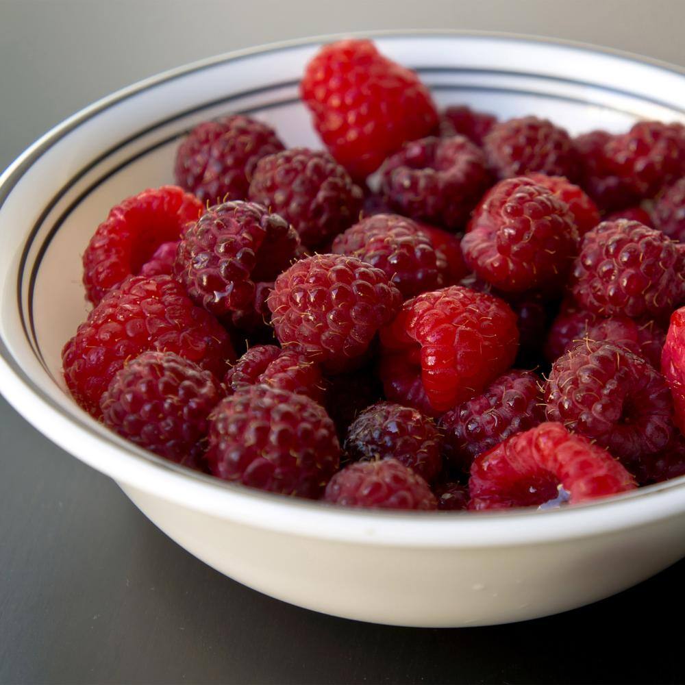1-Year, Brandywine Raspberry Plant, Live Bare Root, Non-GMO (Bag Of 1)