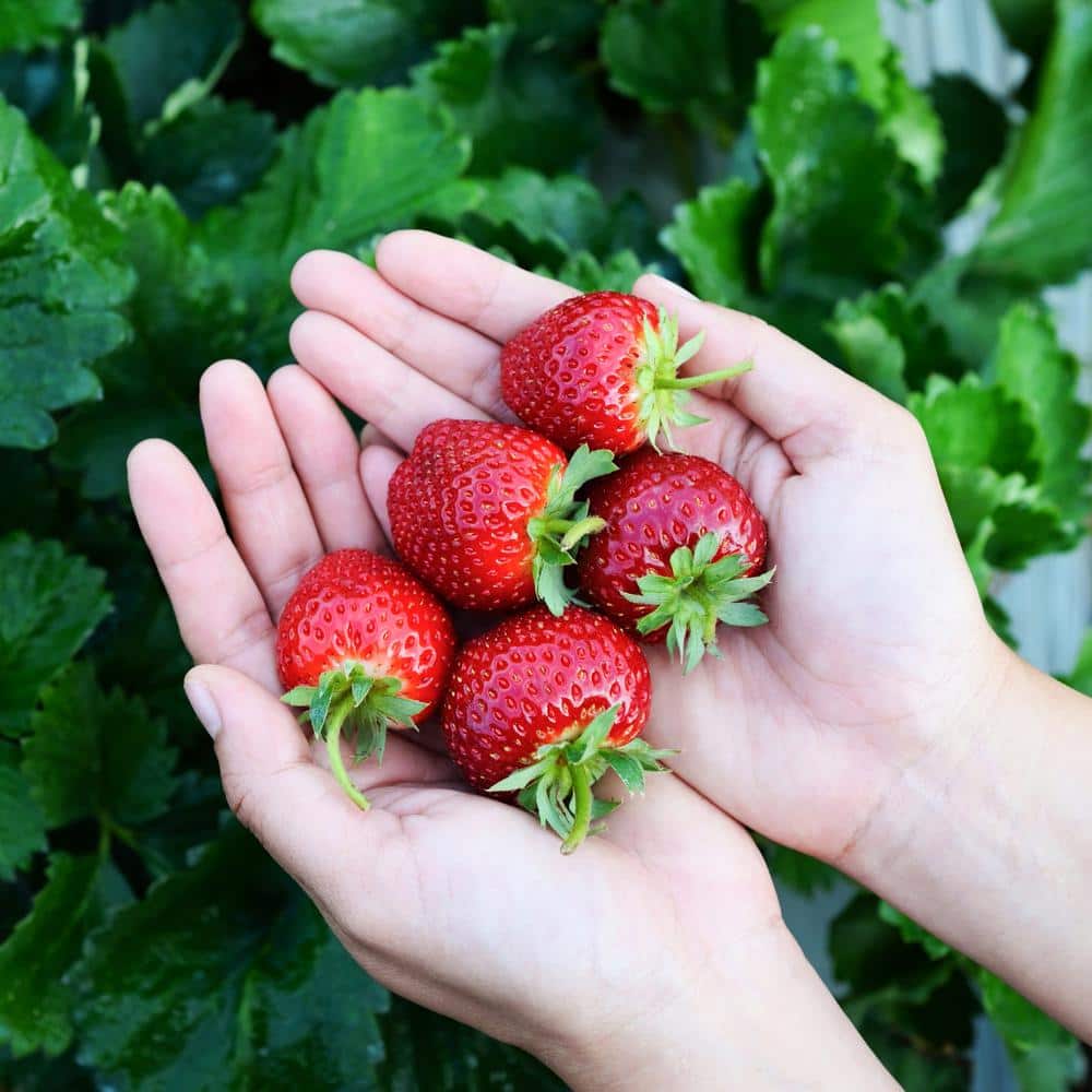 Tristar Everbearing Strawberry Bare Roots, Non-GMO (Bag Of 10)