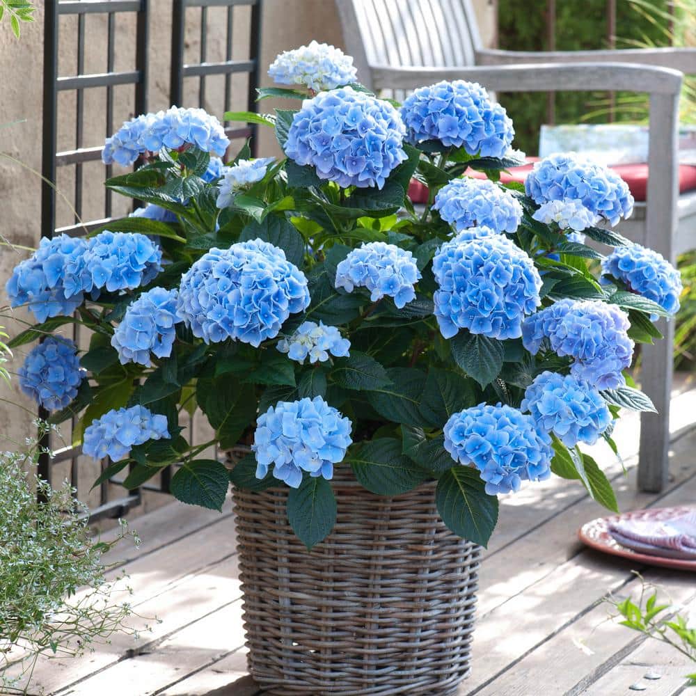 Hydrangea Nikko Blue, Live Bare Root Flowering Shrub (Bag Of 2)