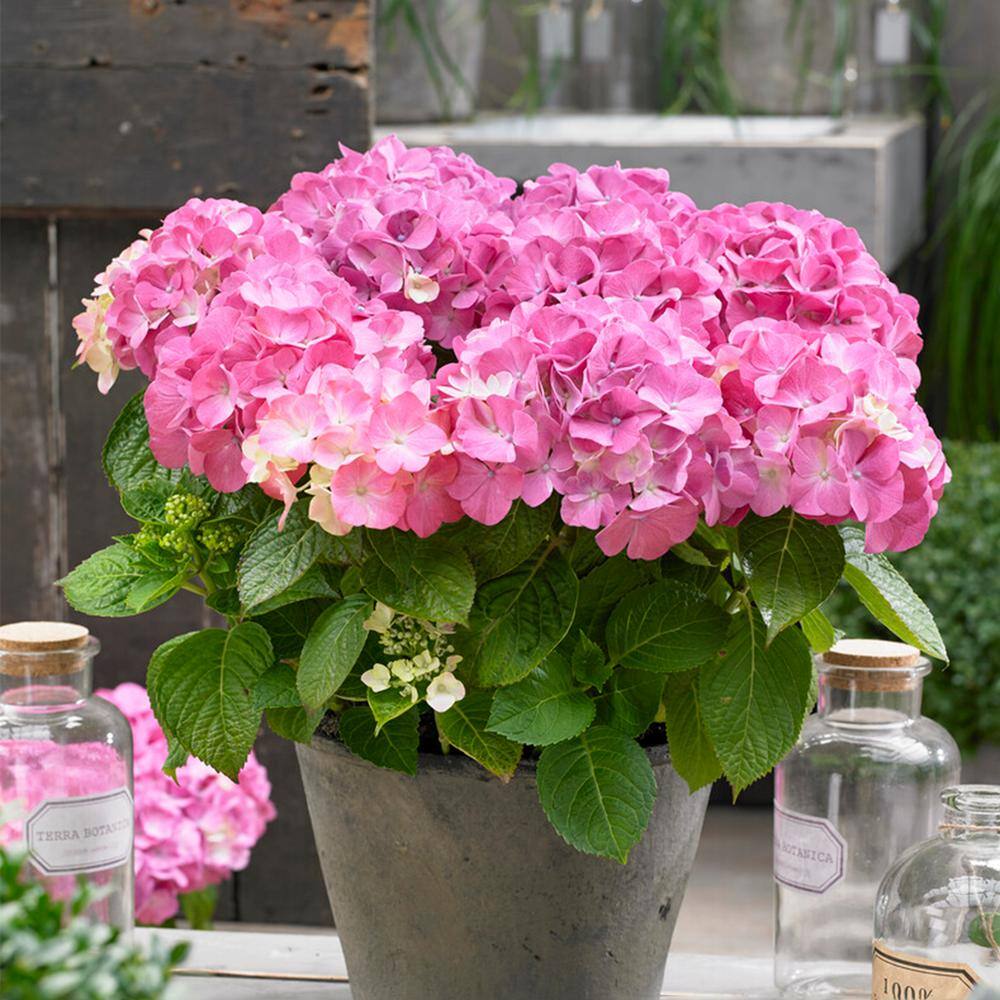 Hydrangea Pink Beauty, Live Bare Root Shrub (Bag Of 2)