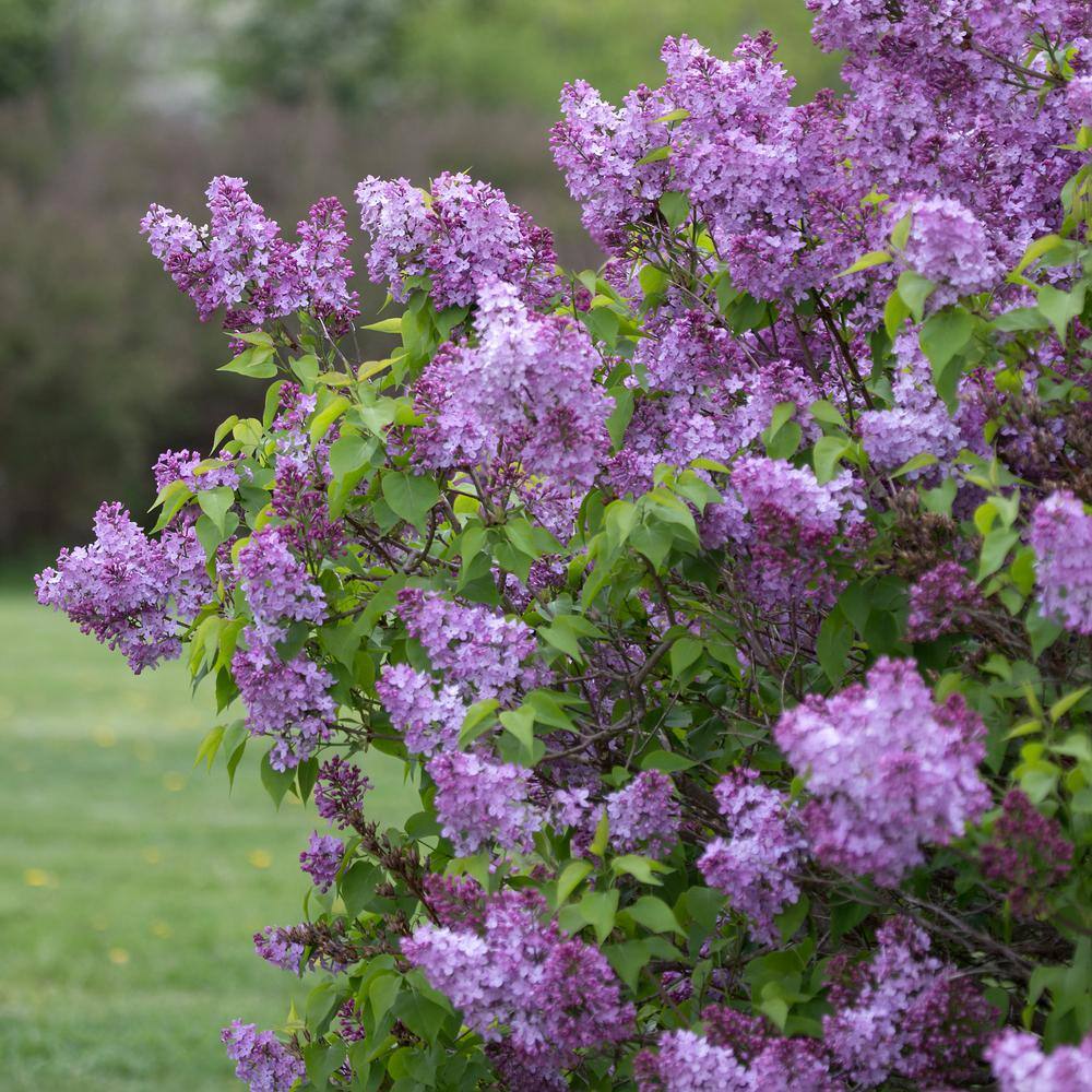 Common Purple Lilac Live Bare Root (Bag Of 1)