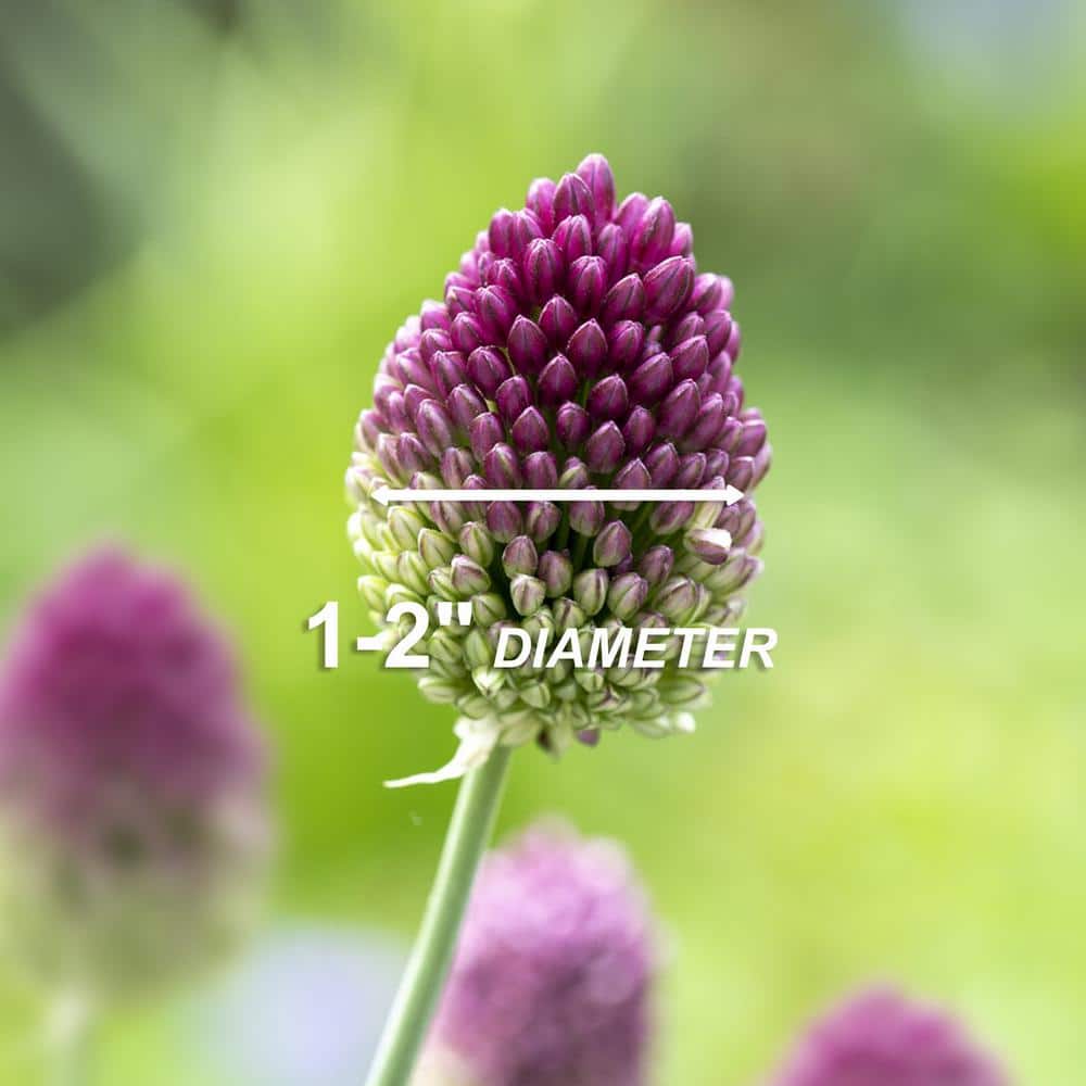  6/Plus Cm, Drumsticks Allium Flower Bulbs (Bag Of 100)
