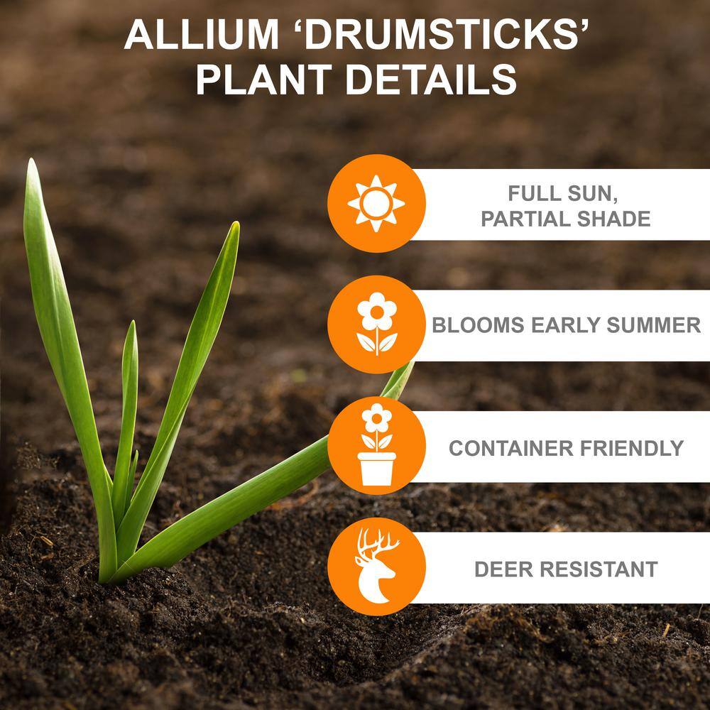  6/Plus Cm, Drumsticks Allium Flower Bulbs (Bag Of 100)