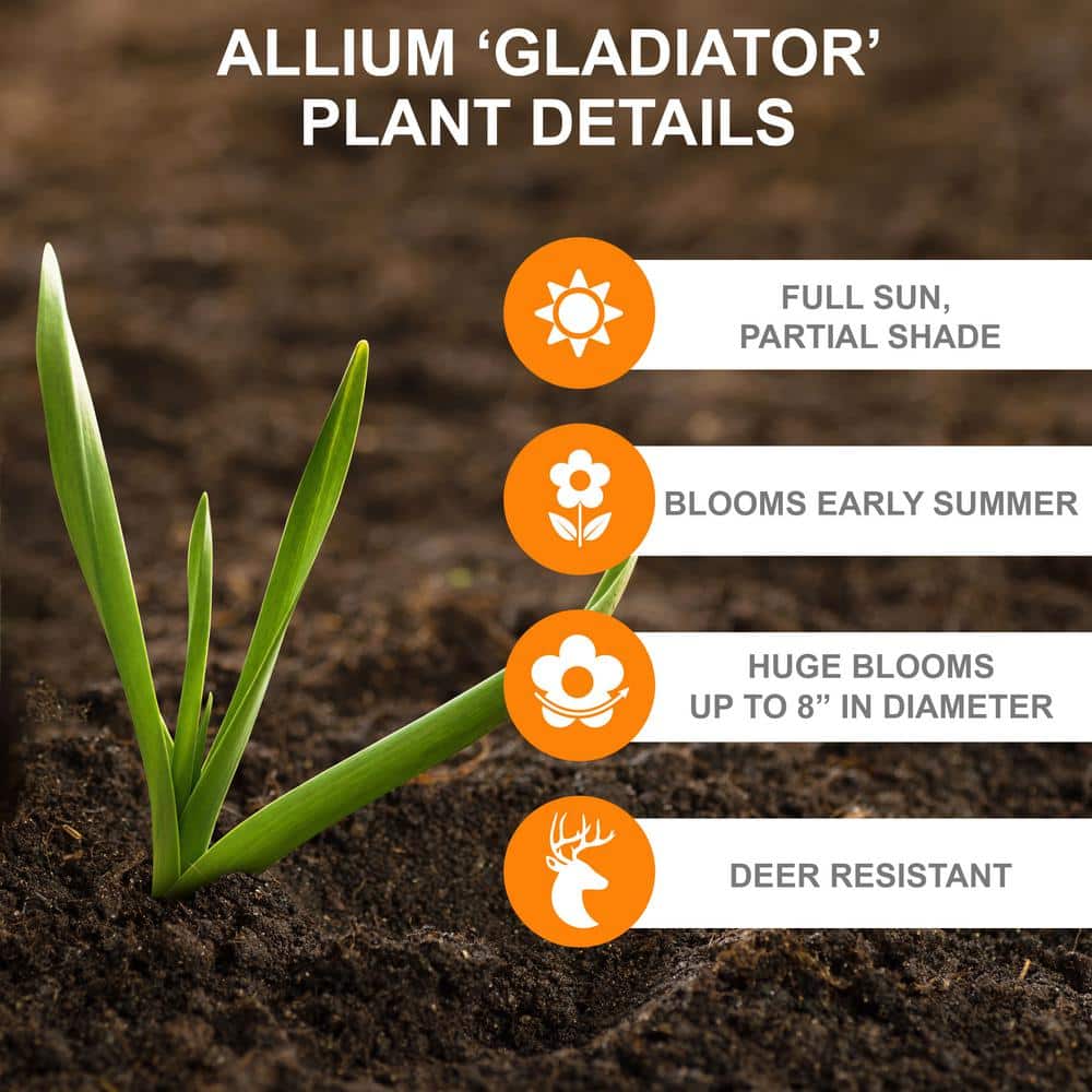  18 Cm Allium Gladiator Flower Bulbs (Bag Of 10-Bulbs)