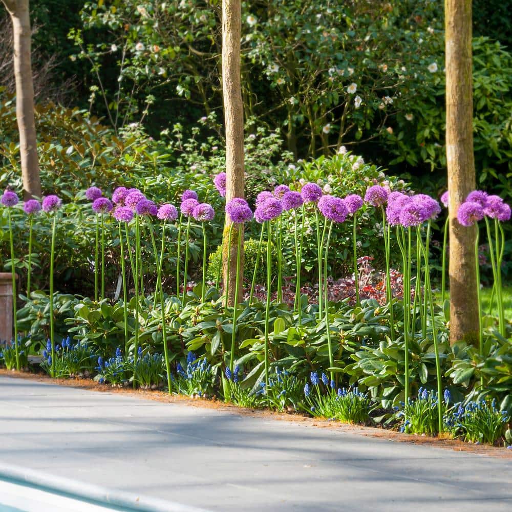  18 Cm Allium Gladiator Flower Bulbs (Bag Of 10-Bulbs)