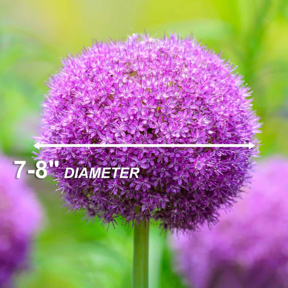  18 Cm Allium Gladiator Flower Bulbs (Bag Of 10-Bulbs)