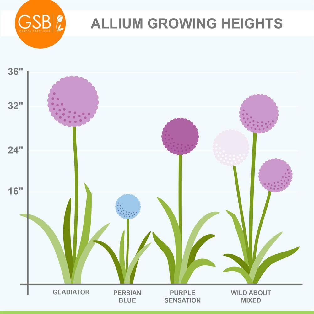 18 Cm Allium Gladiator Flower Bulbs (Bag Of 10-Bulbs)