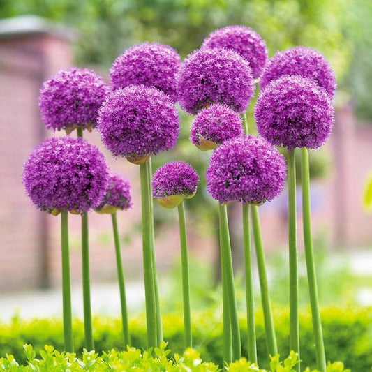  18 Cm Allium Gladiator Purple Flower Bulbs (Bag Of 20)