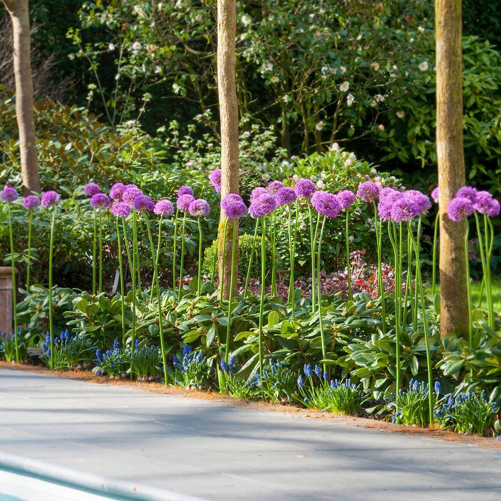  18 Cm Allium Gladiator Purple Flower Bulbs (Bag Of 30)