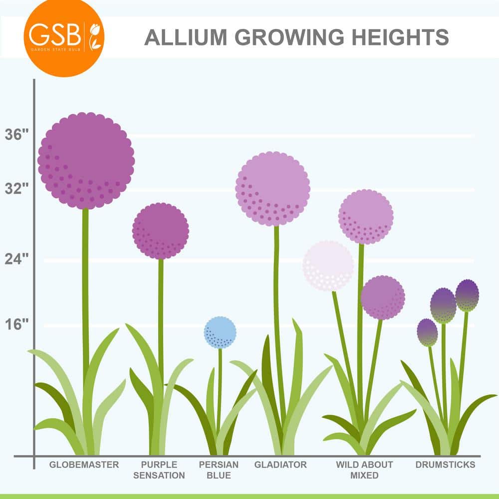  18 Cm Allium Gladiator Purple Flower Bulbs (Bag Of 30)