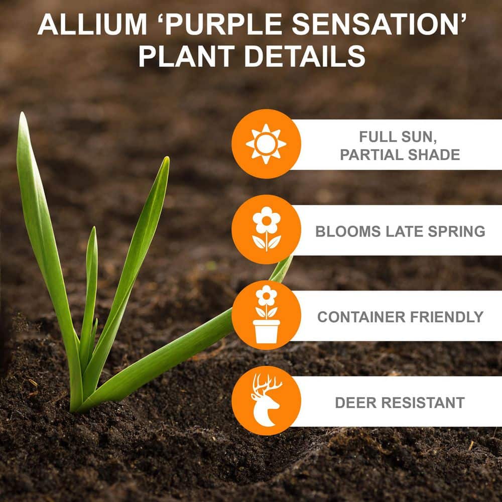  12/plus Cm Allium Purple Sensation Flower Bulbs (Bag Of 100 Bulbs)