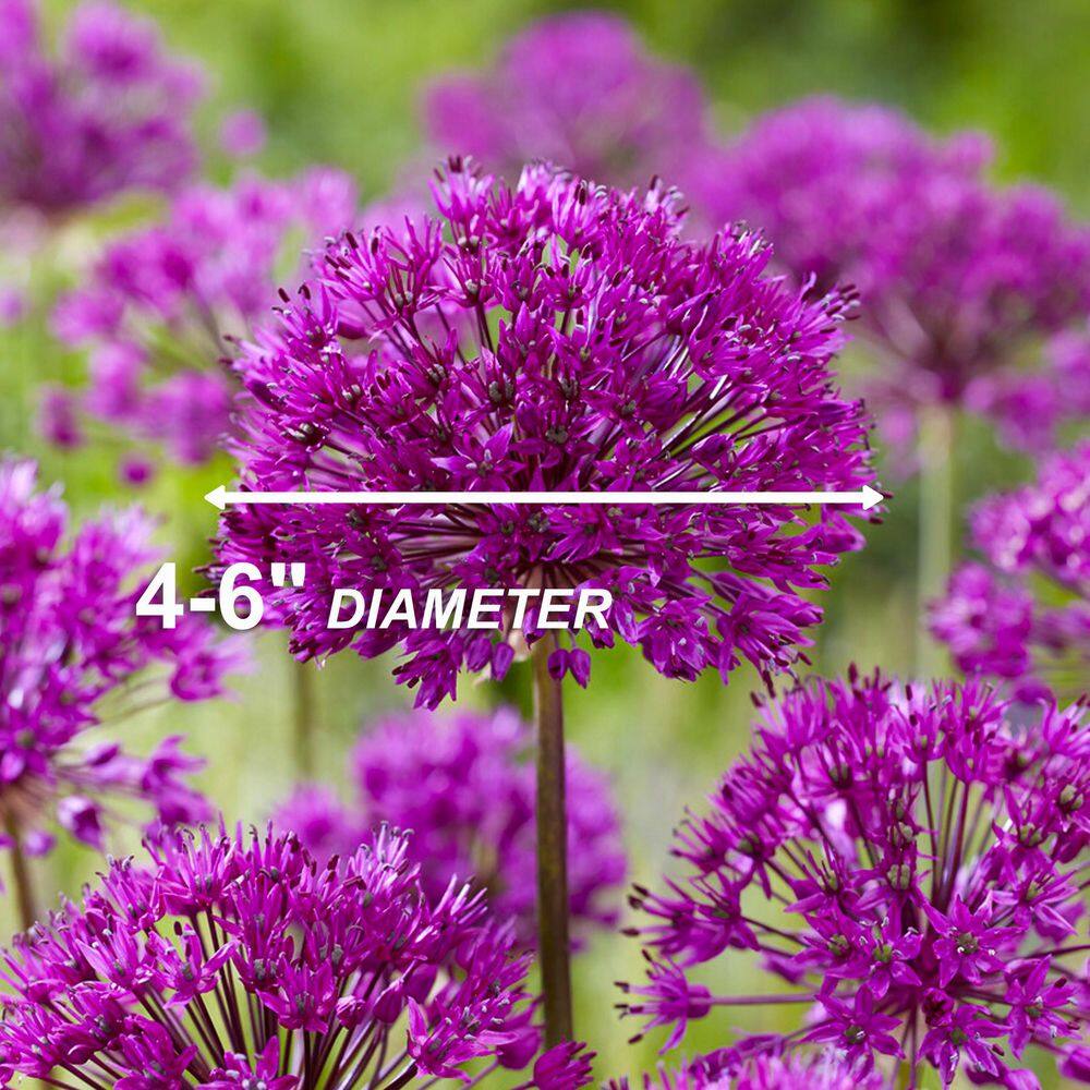  12/plus Cm Allium Purple Sensation Flower Bulbs (Bag Of 100 Bulbs)