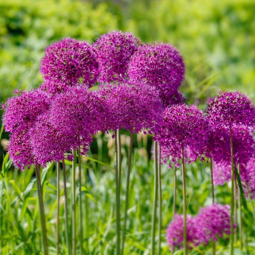  12/plus Cm Allium Purple Sensation Flower Bulbs (Bag Of 100 Bulbs)