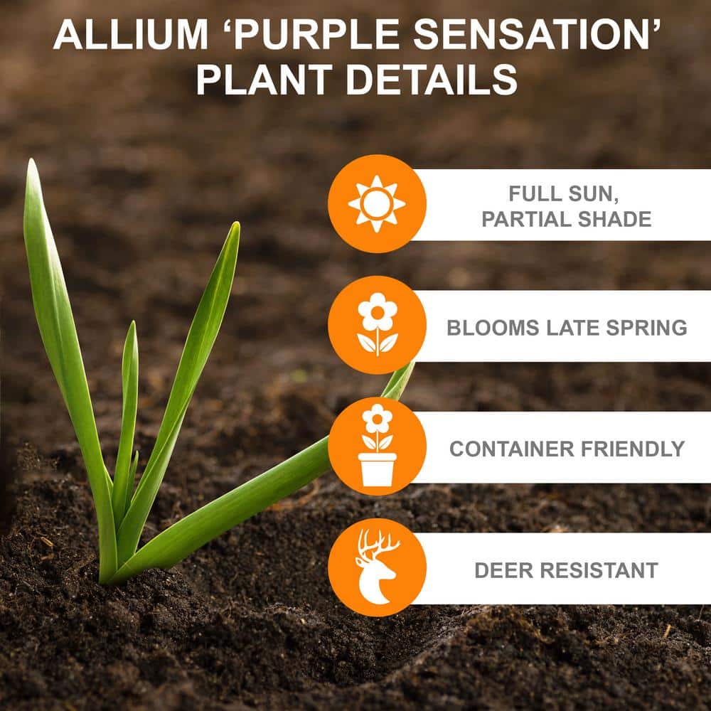  12/plus Cm Allium Purple Sensation Flower Bulbs (Bag Of 25 Bulbs)