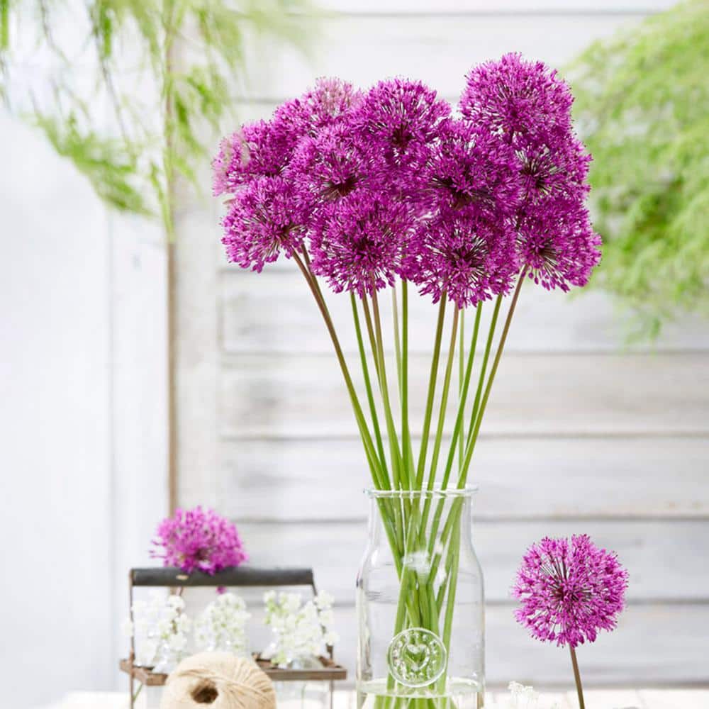  12/plus Cm Allium Purple Sensation Flower Bulbs (Bag Of 25 Bulbs)