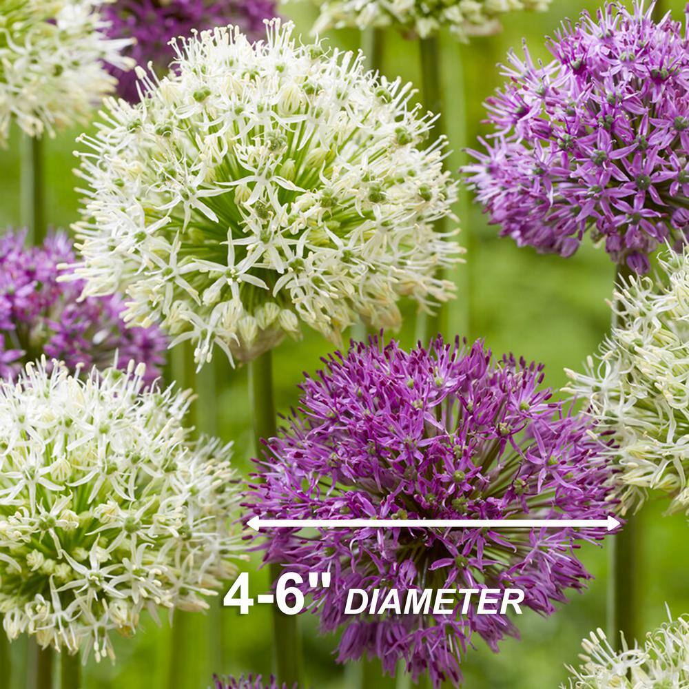  14 /16 Cm Allium Wild About Purple Blend Mixed Flower Bulbs (Bag Of 100)