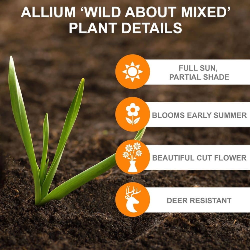  14 /16 Cm Allium Wild About Purple Blend Mixed Flower Bulbs (Bag Of 25)